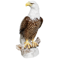 Bald Eagle, H 78 cm
